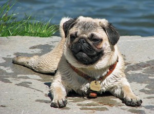 vom Spaziergang kommt der Hund selten sauber Nachhause