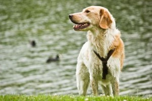 Retriever