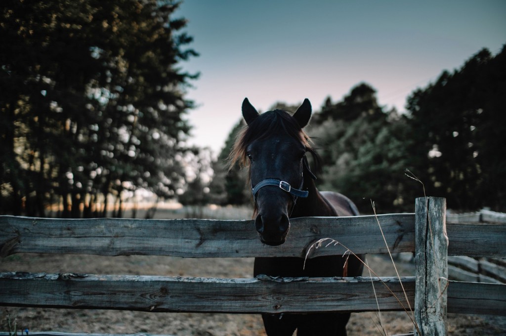 https://pixabay.com/photos/horse-animal-equine-head-6664660/